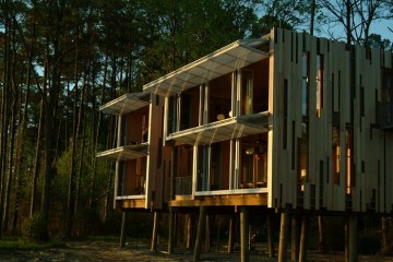 loblolly-1(1)